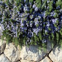 Rosmarinus 'Prostrate' Rosemary 6" Pot