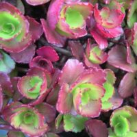 Close-up of green and red Phedimus Ruby Mantle 6" Pot succulent.