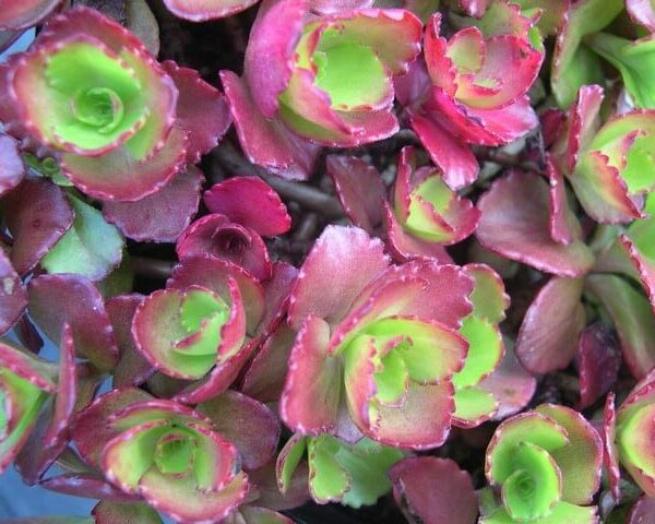Close-up of green and red Phedimus Ruby Mantle 6" Pot succulent.