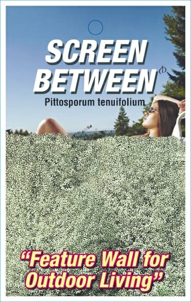 Poster promoting Pittosporum 'Screen Between' PBR 6" Pot as a "Feature Wall for Outdoor Living." It depicts a person relaxing outdoors with Pittosporum trees and a clear sky in the background, providing a perfect natural screen between your backyard spaces.