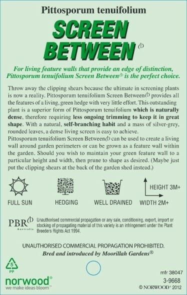Product label for Pittosporum 'Screen Between' PBR 6" Pot: Perfect as a hedge with minimal trimming, tight branching, and excellent privacy screening. This 6" pot plant includes care instructions and optimal growth conditions to ensure vibrant health.