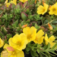 Portulaca "Sun Jewels"