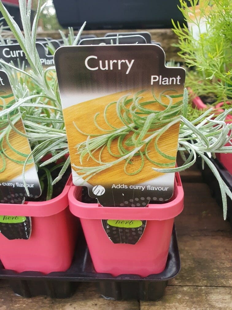 Helichrysum 'Curry Plant' in a pink 4" pot comes with a label indicating it enhances dishes with a curry flavor, making it ideal for culinary enthusiasts who enjoy its unique taste.