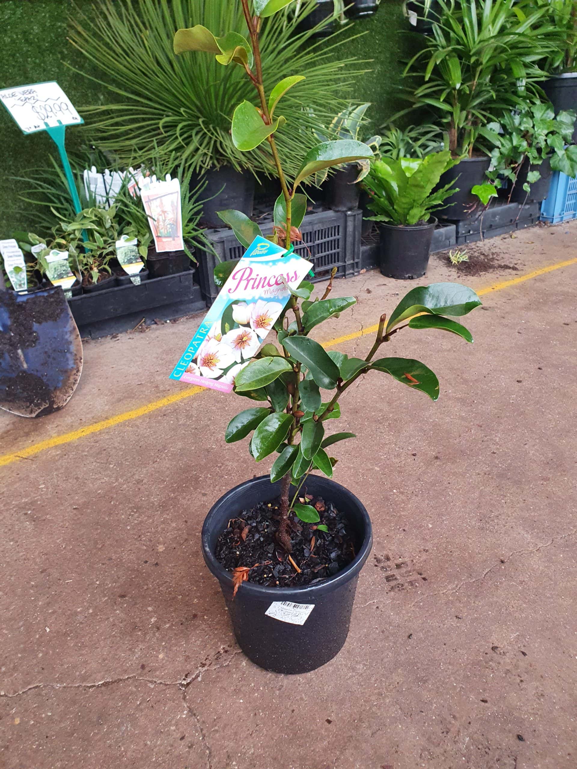 A potted plant labeled "Magnolia 'Princess Cleopatra' PBR 8" Pot" with green leaves and a few buds is placed on the concrete floor among other potted plants and gardening tools, in an 8” PBR pot, at a bustling plant nursery.