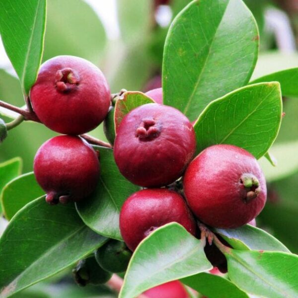 Close-up of ripe Psidium 'Strawberry/Cherry Guava' 10" Pot berries with green leaves.