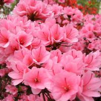 Cluster of bright pink Azalea kurume 'Kirin' 8" Pot flowers in bloom.