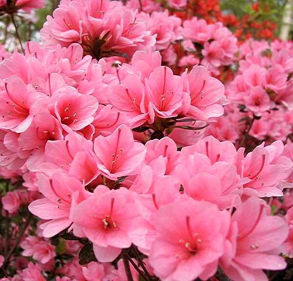 Cluster of bright pink Azalea kurume 'Kirin' 8" Pot flowers in bloom.