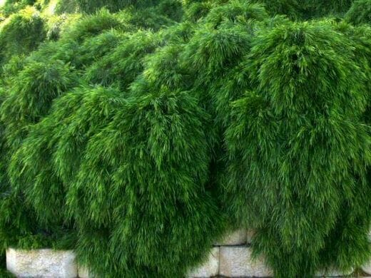 A stone wall partially covered by lush, green Acacia 'Mini Cog' 6" Pot plants.