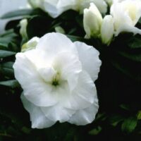 Azalea 'Aline' 7" Pot blossoms with green leaves in a 7" pot.