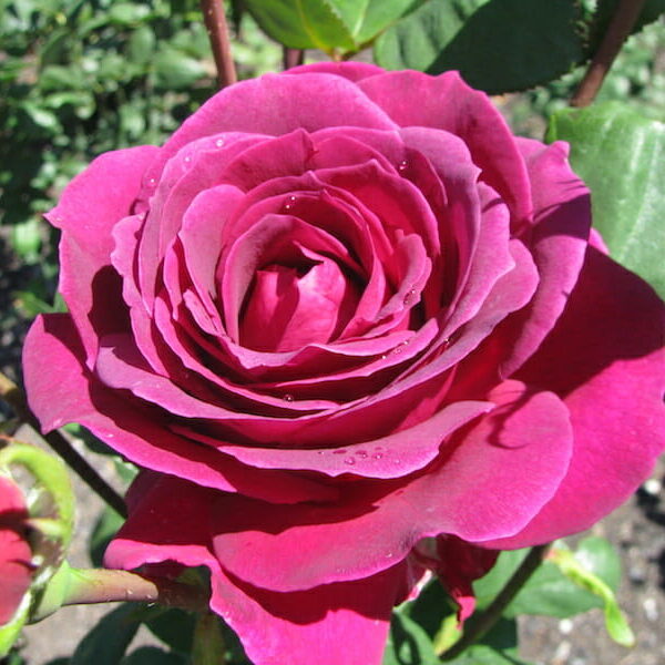 A vibrant Rose 'Big Purple' 2ft Standard in full bloom with dewdrops on its petals.