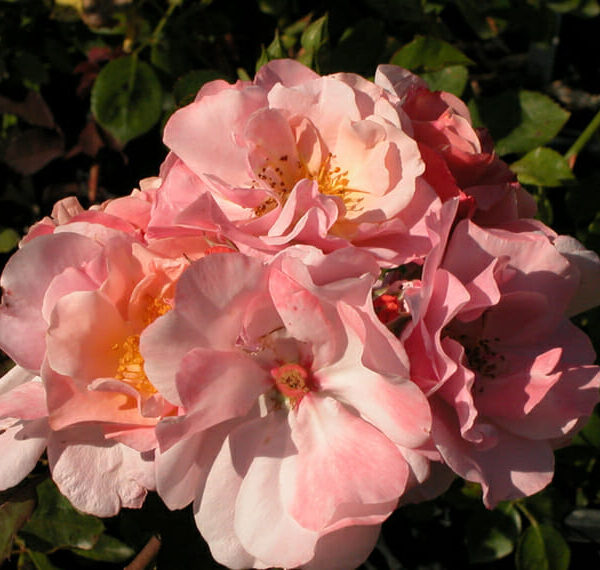 A cluster of Rose 'Clair Matin' Climber in full bloom.
