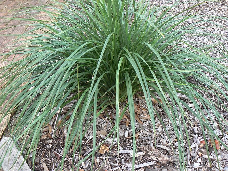 Lush Dianella 'Seaspray' Flax Lily 6" Pot growing in a landscaped garden bed with mulch.
