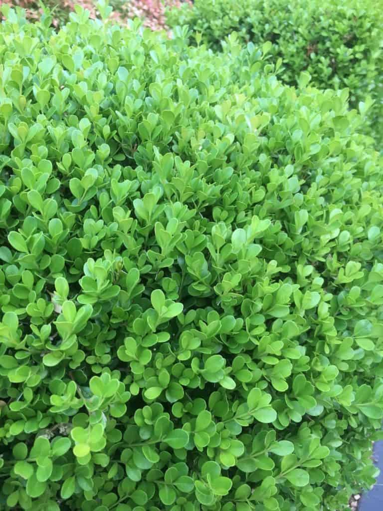Close-up view of a dense, green hedge planted from the Buxus 'Dutch Box' 8" Pot, featuring small, glossy leaves that showcase its beauty.