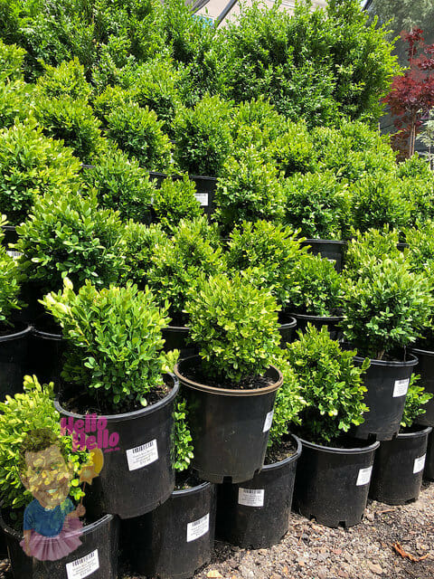 Lush green Buxus 'Dutch Box' 8" Pot shrubs arranged for sale at a garden center.