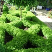 Box Hedging