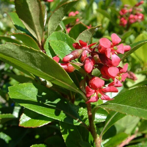 Vibrant red Escallonia 'Red Knight' 6" Pot flowers blooming among lush green leaves in sunlight.