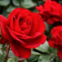 Close-up of vibrant red blooms on a Rose 'Gallipoli' 2ft Standard, set against a lush green leafy background.