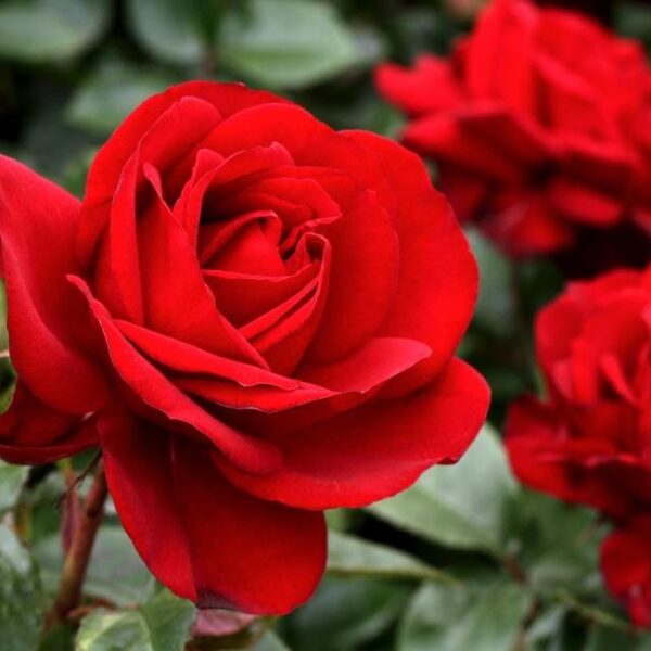 Close-up of vibrant red blooms on a Rose 'Gallipoli' 2ft Standard, set against a lush green leafy background.
