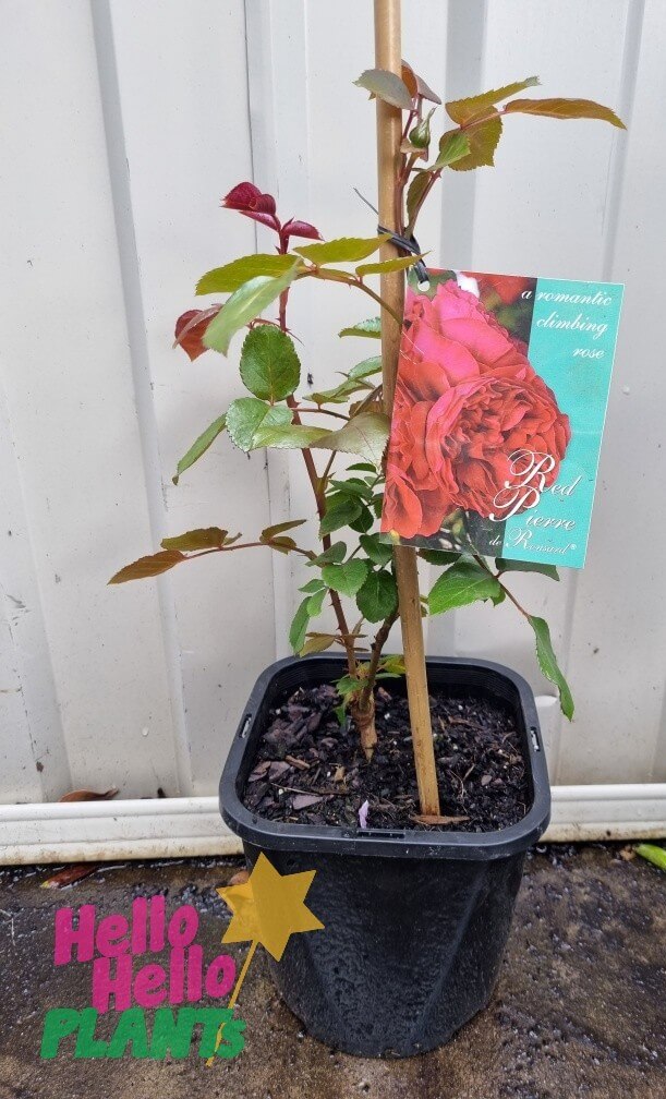 Rose 'Pierre de Ronsard' Red Climber - Image 3