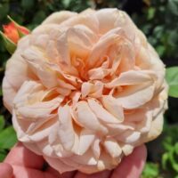 A hand holds a large, fully bloomed peach Rose 'Leander' (David Austin) in bush form, with layered petals; other rosebuds and green leaves are visible in the background.