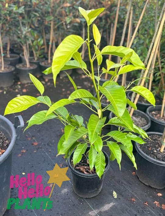 Michelia alba 'White Jade Orchid Tree' 10" Pot - Image 2