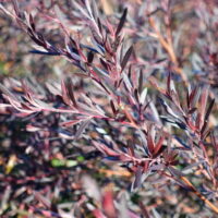 A close-up of purple-tinged Leptospermum 'Starry Night' Tea Tree leaves on slender branches in a 10" pot.