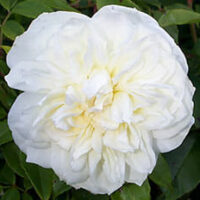 Close-up of a Rose 'Lamarque' Climber in full bloom, beautifully contrasting with the lush green foliage.