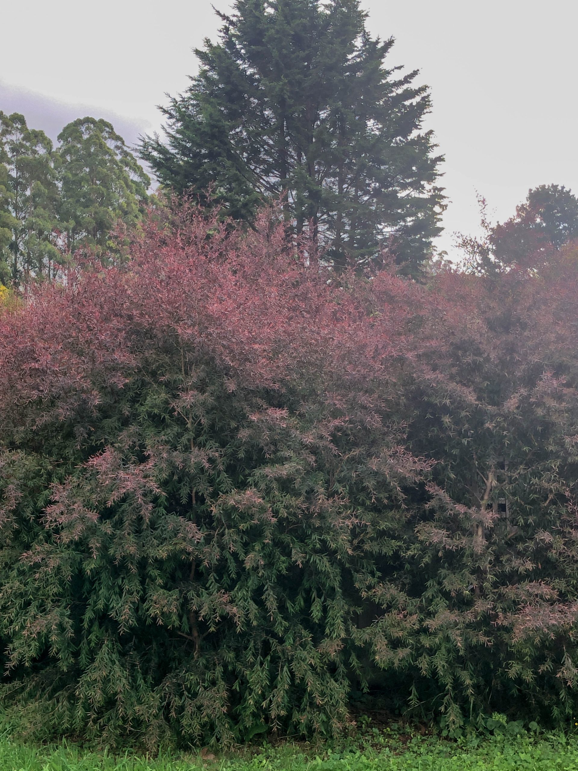 Dense foliage of shrubbery and conifer trees in a natural outdoor setting, with smaller dark green and red-leafed Leptospermum 'Copper Glow' Tea Tree 10" Pot shrubs in the foreground and taller trees in the background.
