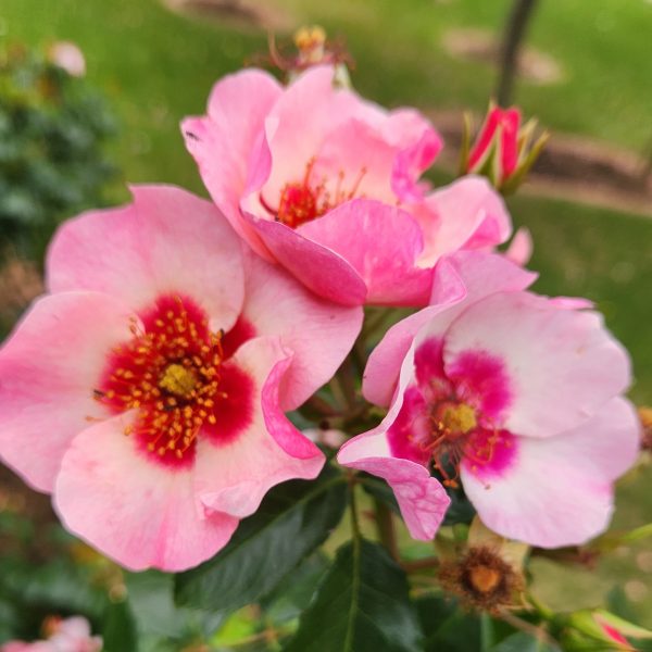Rosa floribunda Bright as a Button. Three multicoloured pink roses growing together in garden bed