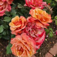 A bunch of orange, pink and red flowers growing together in a garden bed Rosa floribunda Tuscan Sun Multicoloured Rose