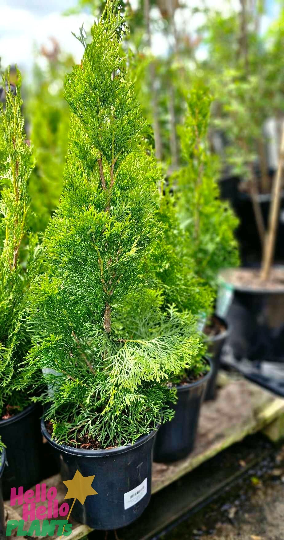 Thuja 'Smaragd' Conifer 8" pots are neatly arranged on a wooden platform in the garden nursery, adding vibrant greenery to the scene.