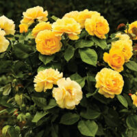 Rose ‘My Yellow’ 3ft Standard