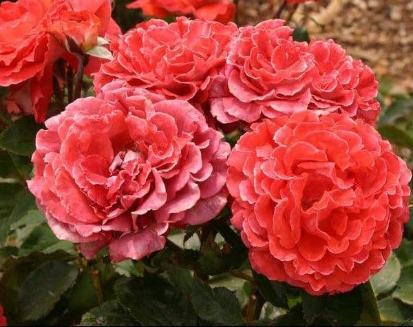 A cluster of vibrant red Rose 'Victoriana' Bush Form in full bloom.