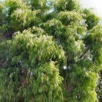 Agonis 'Lemon and Lime'