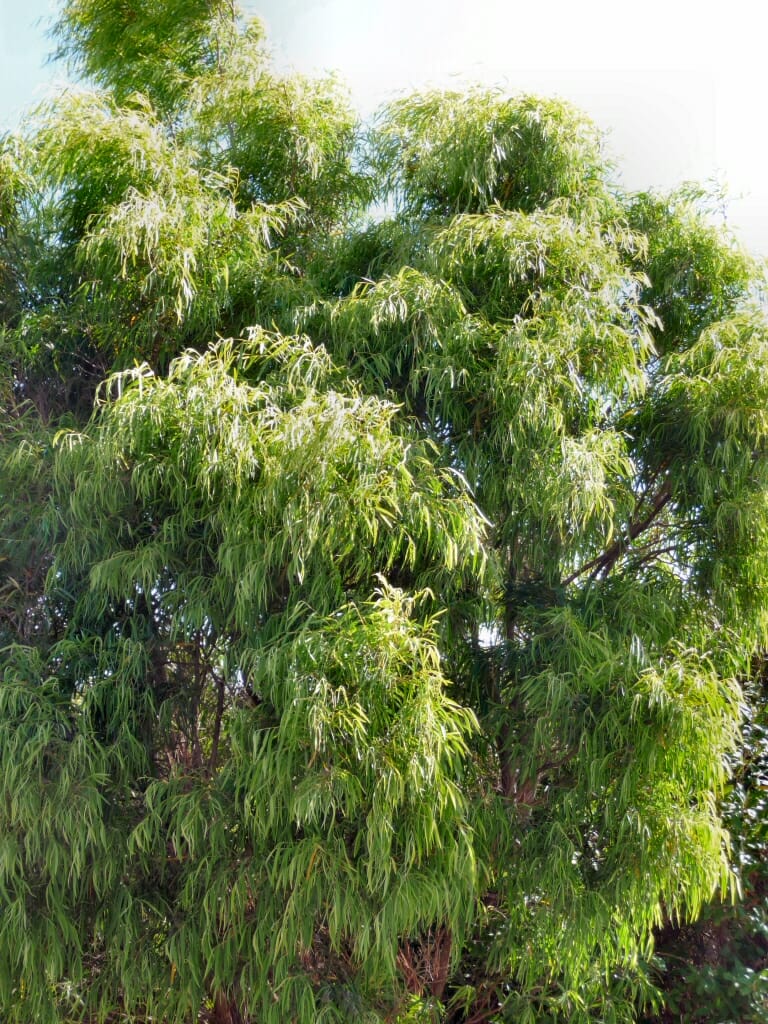 Agonis 'Lemon and Lime'