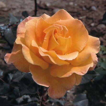 A Rose 'Bettina' Climber in full bloom with dark green leaves.
