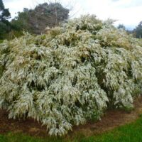 A large, sprawling Leptospermum 'Cardwell' Tea Tree 10" Pot with dense clusters of white flowers, set against a background of green fields and a cloudy sky.