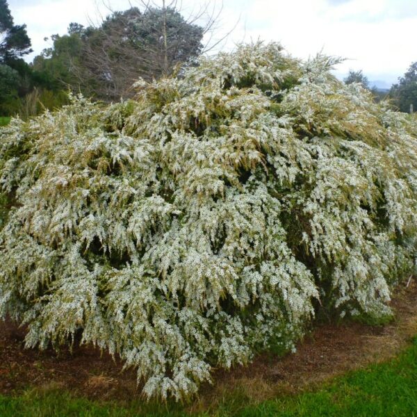 A large, sprawling Leptospermum 'Cardwell' Tea Tree 10" Pot with dense clusters of white flowers, set against a background of green fields and a cloudy sky.