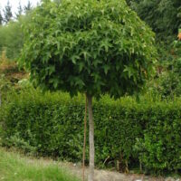 A well-trimmed, round canopy perennial hibiscus tree standing in front of a hedge.