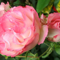 Rose 'Strawberry Ice' 2ft Standard in bloom against a green foliage background.