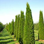 Row of neatly trimmed columnar trees in a landscaped garden.