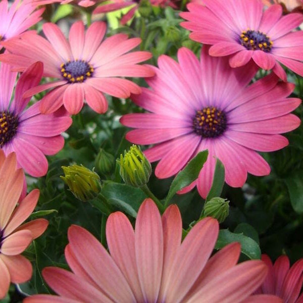 A close-up of vibrant pink Osteospermum 'Serenity™ Rose Magic' African Daisy flowers, also known as African daisies, with some buds about to bloom in a 6" pot.