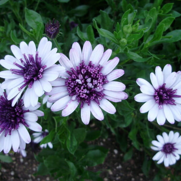 A cluster of Osteospermum '3D Blueberry' African Daisy 6" Pot flowers amidst green foliage.