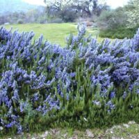 A cluster of vibrant purple Rosmarinus 'Benenden Blue' Rosemary 6" Pot flowers blooming in a natural setting.