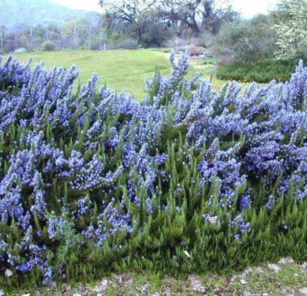 A cluster of vibrant purple Rosmarinus 'Benenden Blue' Rosemary 6" Pot flowers blooming in a natural setting.