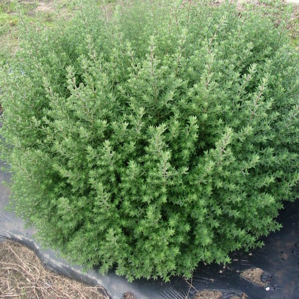 Westringia "Aussie Box"