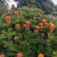 A dense shrub with elongated, cylindrical orange flowers and dark green needle-like leaves in a 6" pot, complemented by nearby Lavandula Javelin Forte 'Deep Purple' Lavender 6" Pot.