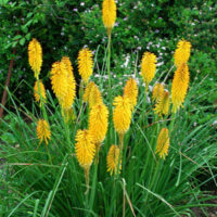 Kniphofia "Echo Mango"