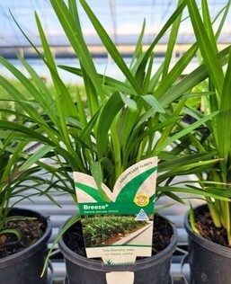 A Dianella 'Breeze®' Flax Lily in a 15cm pot with label sits on a metal shelf in a glasshouse.
