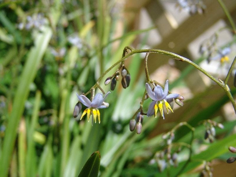 A close-up of Dianella 'Breeze®' Flax Lily, featuring small purple flowers with yellow stamens on a thin stem, swaying gently. Surrounded by lush green leaves and a softly blurred background.